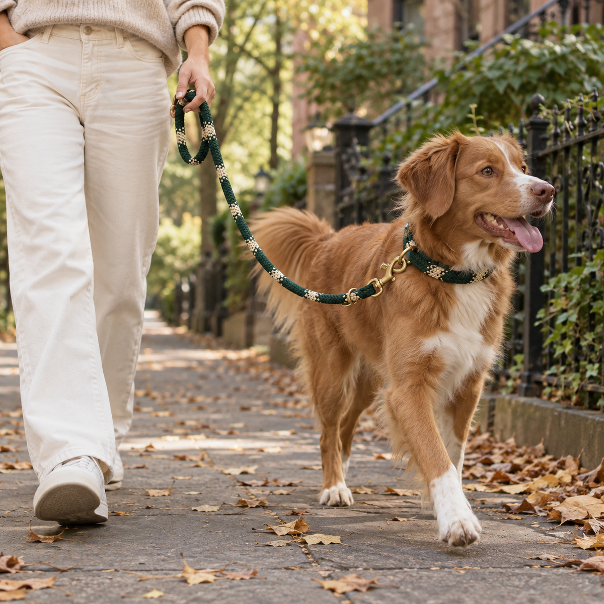 Roveitia WildWeave Everyday Leash in an everyday pet-life setting